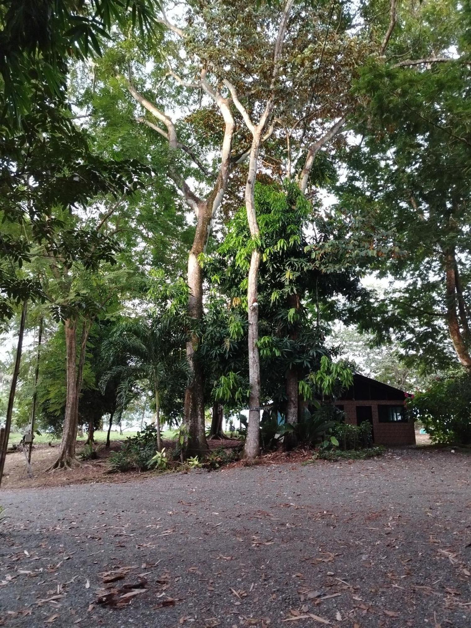 Villa Happy Monkeys à Puerto Jiménez Extérieur photo