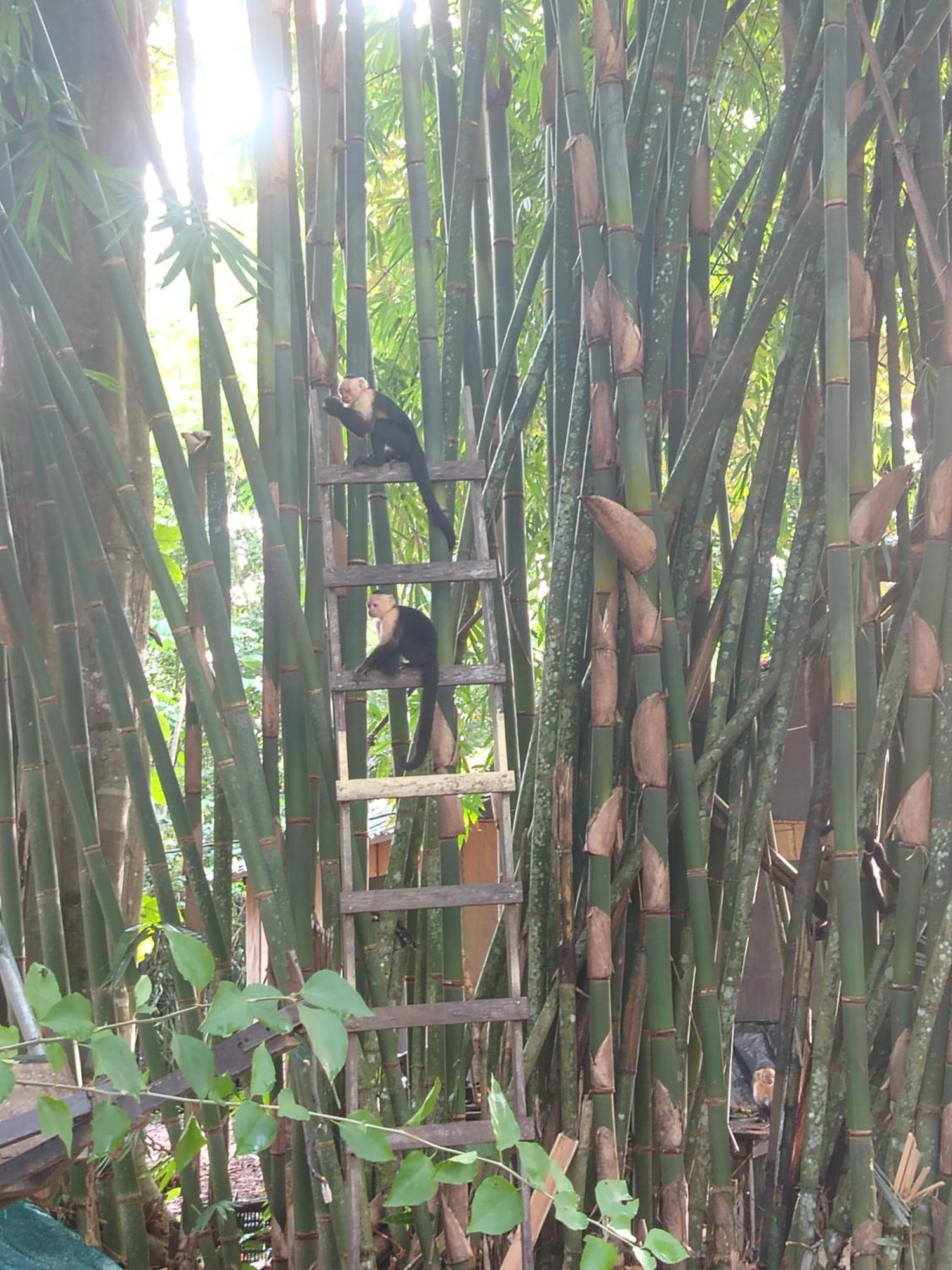 Villa Happy Monkeys à Puerto Jiménez Extérieur photo